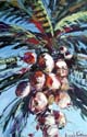 SmallCoconuts24x36